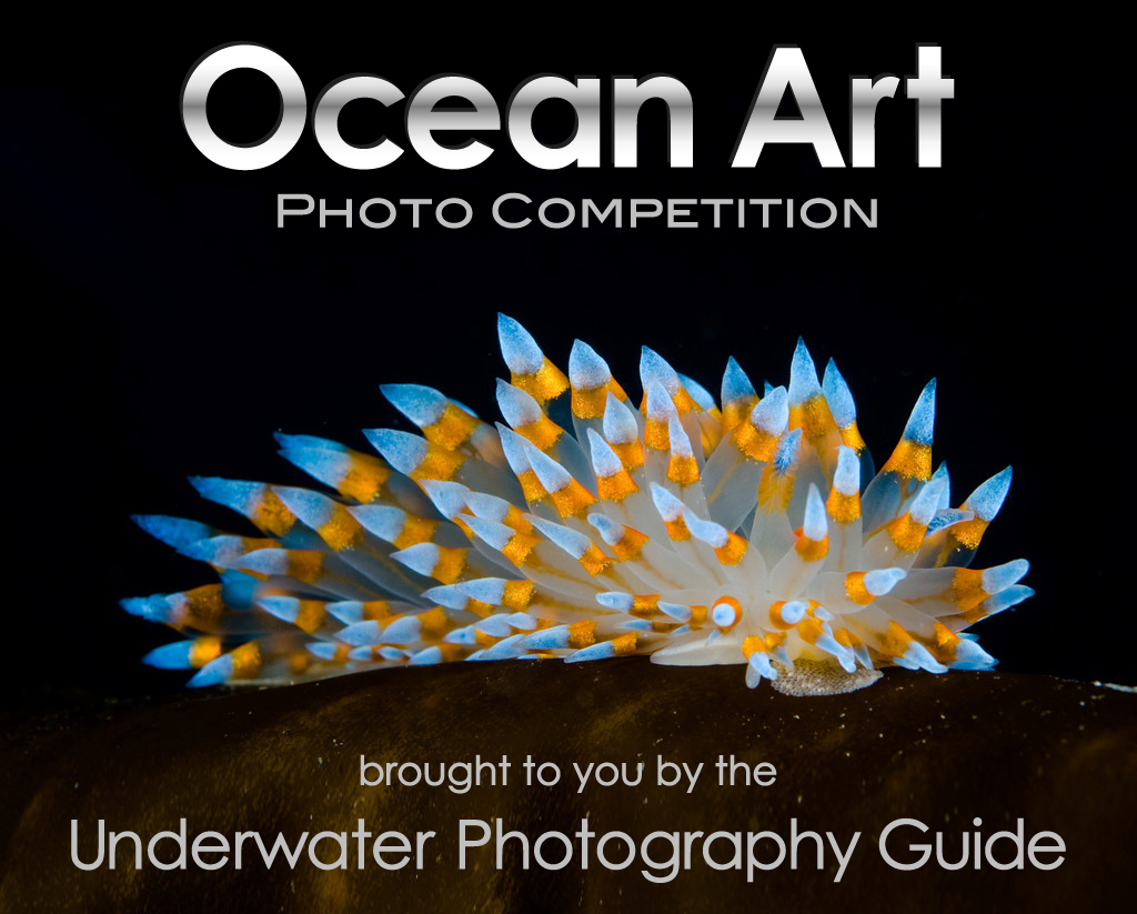 Ocean Art Underwater Photo Competition|Underwater Photography Guide